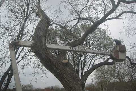 Tree Surgeon in North Florida Residential And Commercial Tree Removal And Trimming Services