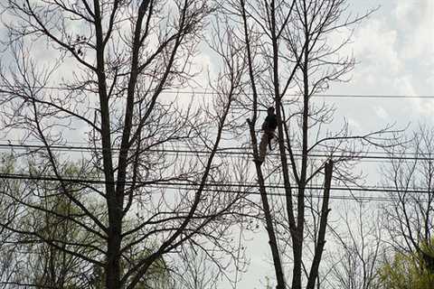 Nether Lees Tree Surgeons Tree Removal Dismantling & Felling across Nether Lees