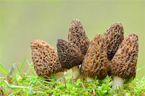 HERE is Morel Mushroom Season in Ohio (2023 Guide)