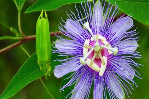 How Many Species of Native Plants Does Florida Have?