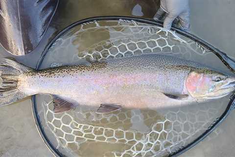 Best Lures and Bait For Steelhead: A Guide To The Right Choices For Steelheading Success