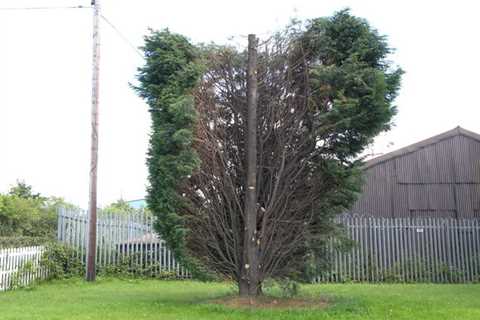 Tree Surgeon in Hopwood 24-Hr Emergency Tree Services Removal Dismantling And Felling