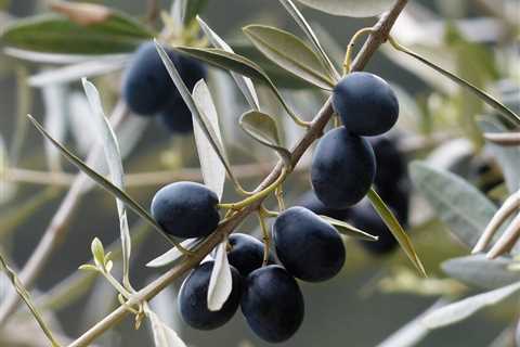 Olives on Tree