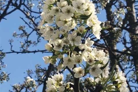 Pear Trees