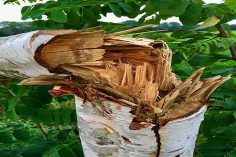 What is a Tree Removal Emergency?