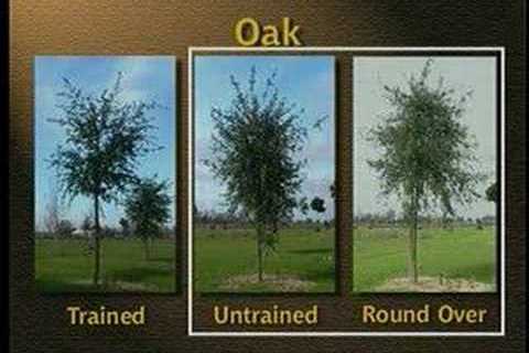 How to Trim Live Oak Trees