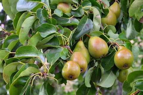 How to Grow Pear Trees