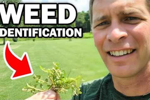 Identify 30 Common Weeds in the Lawn