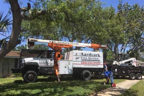 The Importance of Tree Trimming Service