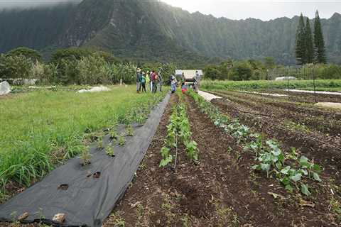 How Many Farmers Are Working on Oahu's Farms?