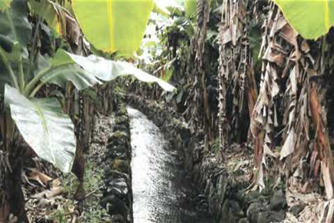 The Impact of Irrigation Management on Oahu's Agricultural Production