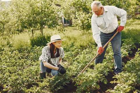 What is the Best Soil for Beginner Gardeners?