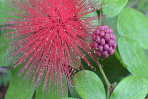 Native Plants for Central Florida Swamps: A Guide for Gardeners