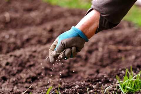 Here is the BEST Time to Fertilize Ageratum in North Dakota (2023 Guide)