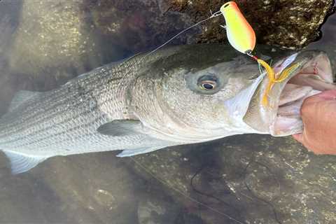 10 Lures for the Cape Cod Canal