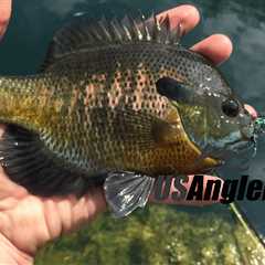 Live Bait for Bluegill: A Rundown of Your Best Options