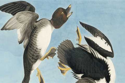 What is audubon society history?