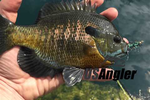 Live Bait for Bluegill: A Rundown of Your Best Options