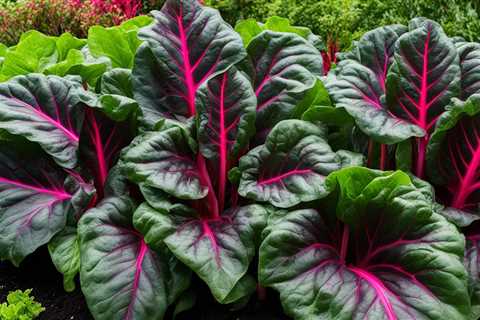 Master Growing Organic Swiss Chard: Colorful and Nutritious