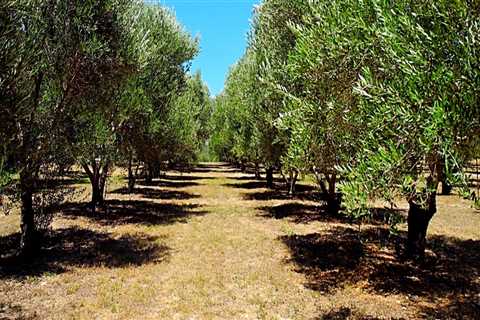 Exploring the Abundant Orchards of Dripping Springs, Texas