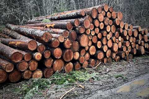 Hiking in ‘Salvage Logging’ Forest