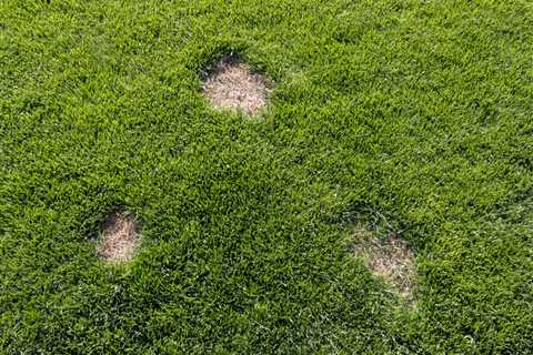 Common Causes for Brown Spots in Grass and How to Cure Them