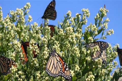 Attracting Migrating Butterflies to Your Garden in Southwest Florida