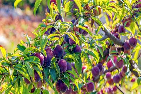 Exploring the Delicious Varieties of Plums Grown in Dripping Springs, Texas