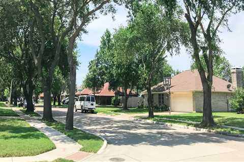 Preserving Urban Canopy: Professional Tree Service Solutions For Urban Forestry In New Tampa, FL