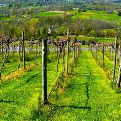Exploring the Top Vineyards in Dulles, Virginia