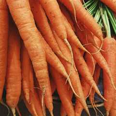 Why Organic Carrots Fail to Grow: Uncover the Shocking Truths