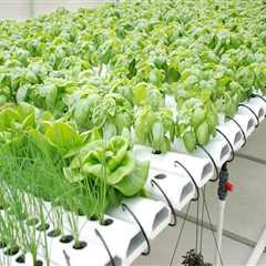 High-Tech Automated Systems for Hydroponic Gardening