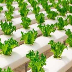 Adjusting Nutrient Levels for Optimal Growth: A Comprehensive Guide to Hydroponic Nutrients
