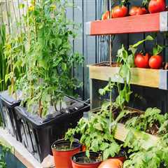 Reducing Food Transportation Costs: A Guide for Hydroponic Urban Gardeners