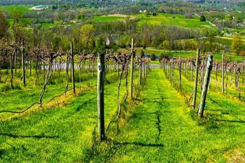 Exploring the Top Vineyards in Dulles, Virginia