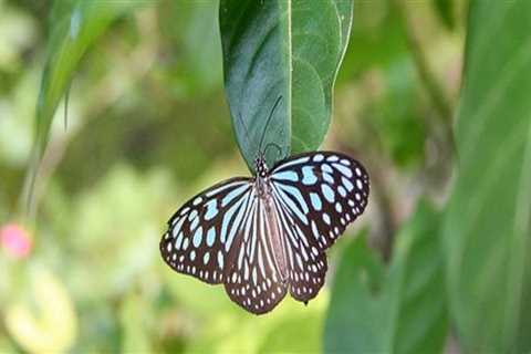 Attracting Butterflies to Your Southwest Florida Garden: A Guide for Gardeners