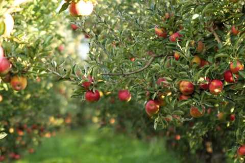 11 BEST Fruit Trees to Grow in Alaska (2023 Guide)