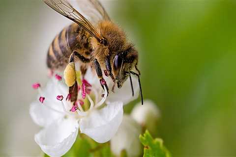 The Essential Role of Pollinators in Orchards in Dripping Springs, Texas