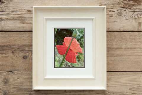 Striking Red Flower And Bud Framed