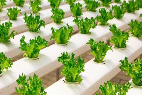 Understanding the Role of NPK in Hydroponic Nutrients