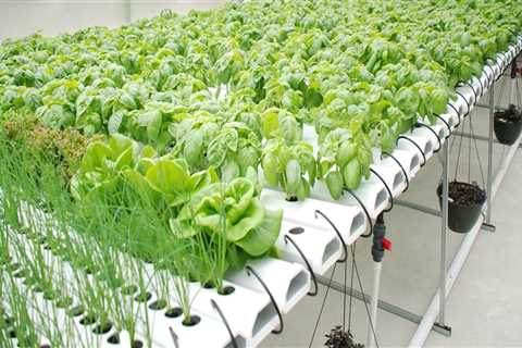 High-Tech Automated Systems for Hydroponic Gardening