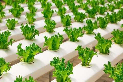 Adjusting Nutrient Levels for Optimal Growth: A Comprehensive Guide to Hydroponic Nutrients