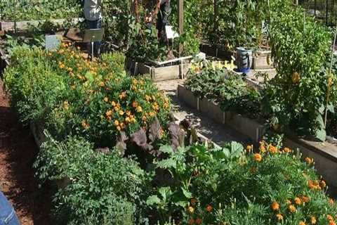 Gardening Resources in Conroe, Texas: Where to Start