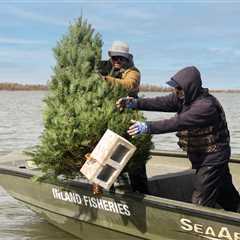 Use Your Christmas Tree to Maintain or Create Coastal Habitats