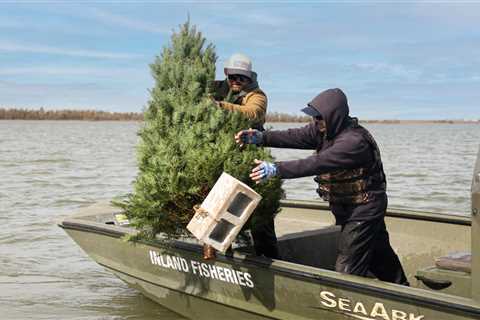 Use Your Christmas Tree to Maintain or Create Coastal Habitats