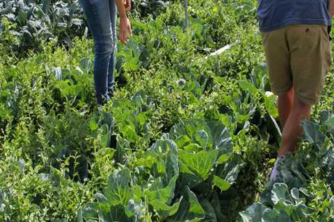 The Most Common Farming Method in Canyon County, ID