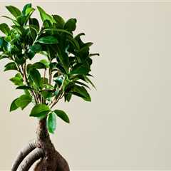 Growing a Bonsai Tree Indoors in Honolulu: Expert Tips