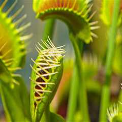 The Fascinating World of Carnivorous Plants: How They Digest Their Prey