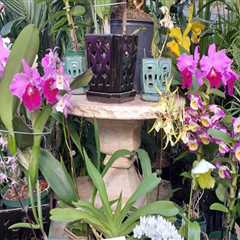 Common Pests and Diseases Found in Orchid Gardening