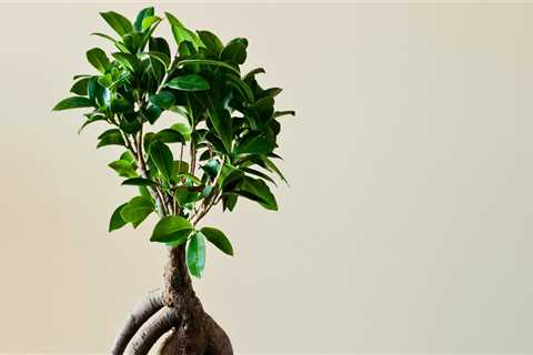 Growing a Bonsai Tree Indoors in Honolulu: Expert Tips